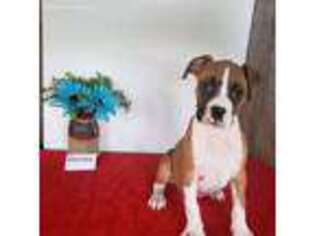 Boxer Puppy for sale in Roslyn Heights, NY, USA