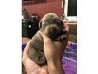 Labrador Retriever Puppy for sale in Clayton, WI, USA