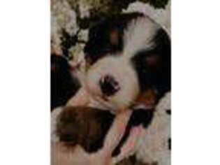 Bernese Mountain Dog Puppy for sale in Flora, IN, USA