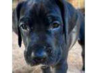 Great Dane Puppy for sale in Escondido, CA, USA