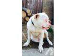 American Bulldog Puppy for sale in SACRAMENTO, CA, USA