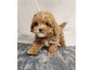 Cavapoo Puppy for sale in Nichols, SC, USA