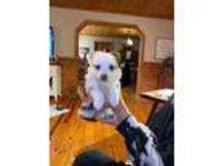 Miniature Australian Shepherd Puppy for sale in Gordonsville, TN, USA