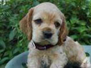 Cocker Spaniel Puppy for sale in STERLING, CO, USA