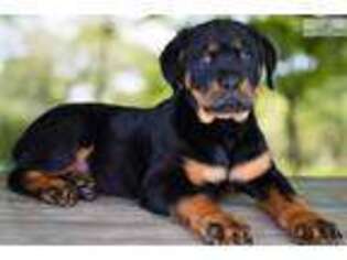 Rottweiler Puppy for sale in Saint George, UT, USA