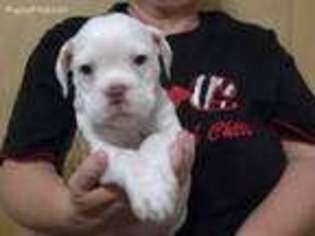 Olde English Bulldogge Puppy for sale in Wellston, OK, USA