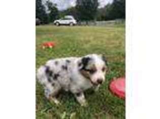 Australian Shepherd Puppy for sale in Ghent, NY, USA