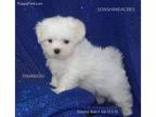 Maltese Puppy for sale in Elmwood, NE, USA