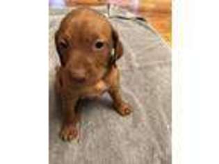 Vizsla Puppy for sale in Pampa, TX, USA