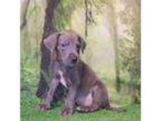 Great Dane Puppy for sale in Bay City, MI, USA