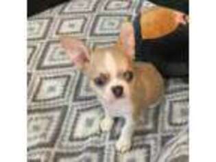 Chihuahua Puppy for sale in Edinburg, TX, USA