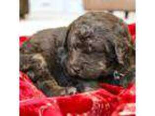 Labradoodle Puppy for sale in North Ogden, UT, USA