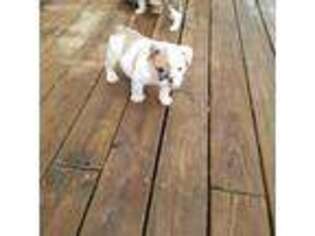 Bulldog Puppy for sale in Louisville, KY, USA