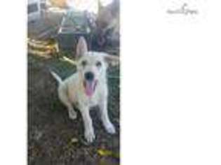 German Shepherd Dog Puppy for sale in Merced, CA, USA