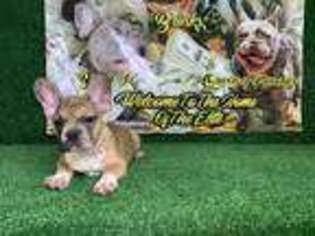 French Bulldog Puppy for sale in Albuquerque, NM, USA