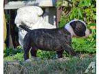 American Bulldog Puppy for sale in SCROGGINS, TX, USA