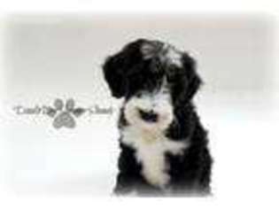 Old English Sheepdog Puppy for sale in Valparaiso, IN, USA