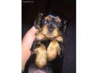 Cavalier King Charles Spaniel Puppy for sale in Chesterland, OH, USA
