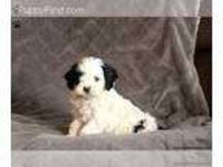 Cavapoo Puppy for sale in Millersburg, PA, USA