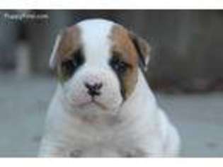 American Bulldog Puppy for sale in Highland, CA, USA