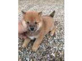 Shiba Inu Puppy for sale in Kenton, OH, USA