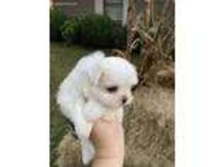 Maltese Puppy for sale in Walnut Ridge, AR, USA