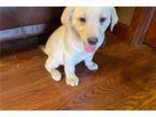Labrador Retriever Puppy for sale in Columbia, MO, USA