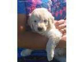 Goldendoodle Puppy for sale in Elkton, KY, USA