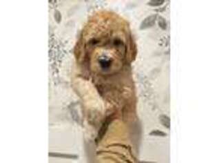 Goldendoodle Puppy for sale in Tippecanoe, IN, USA