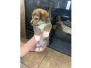 Pembroke Welsh Corgi Puppy for sale in Pocatello, ID, USA