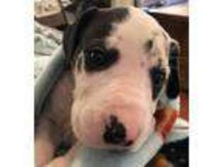 Great Dane Puppy for sale in Swainsboro, GA, USA