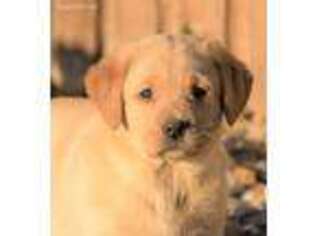 Labrador Retriever Puppy for sale in Livingston, MT, USA