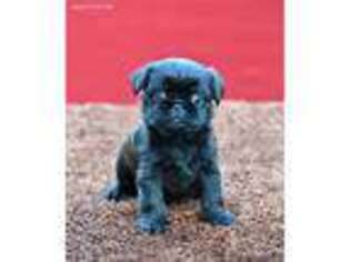 Brussels Griffon Puppy for sale in Jacksonville, NC, USA