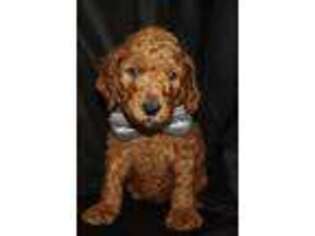 Goldendoodle Puppy for sale in Yale, MI, USA