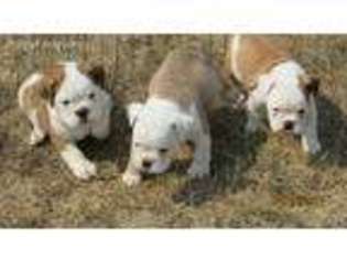Miniature Bulldog Puppy for sale in Roy, WA, USA