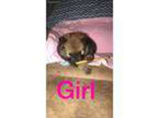 Pomeranian Puppy for sale in Hockley, TX, USA