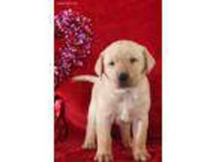 Labrador Retriever Puppy for sale in West Lafayette, OH, USA