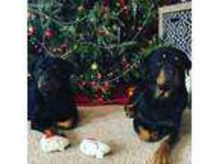 Rottweiler Puppy for sale in Leeds, NY, USA