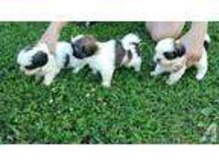 Boston Terrier Puppy for sale in PILOT MOUNTAIN, NC, USA