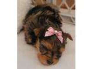 Yorkshire Terrier Puppy for sale in Laurel, DE, USA