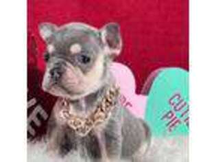 French Bulldog Puppy for sale in Myrtle Beach, SC, USA