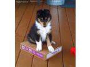 Collie Puppy for sale in Clearfield, PA, USA