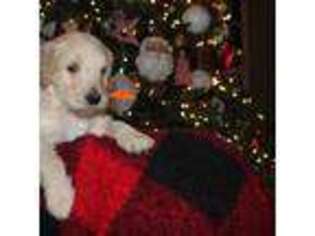 Goldendoodle Puppy for sale in Cleveland, GA, USA