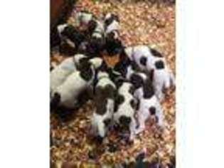 German Shorthaired Pointer Puppy for sale in GREENVILLE, PA, USA