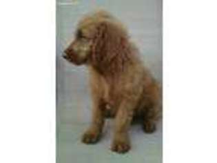Goldendoodle Puppy for sale in Skokie, IL, USA