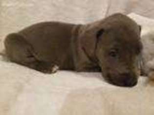 Great Dane Puppy for sale in New Castle, PA, USA