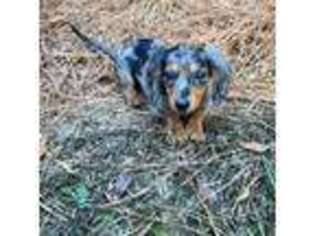 Dachshund Puppy for sale in Bay Springs, MS, USA