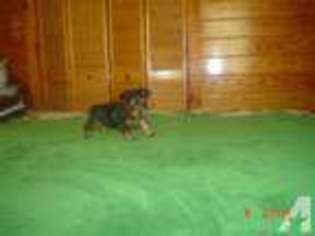Yorkshire Terrier Puppy for sale in HARRISBURG, AR, USA