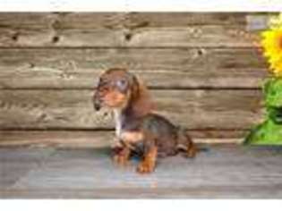 Dachshund Puppy for sale in Saint George, UT, USA