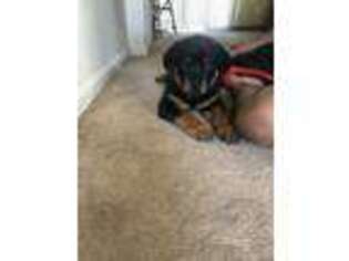 Rottweiler Puppy for sale in Burtonsville, MD, USA